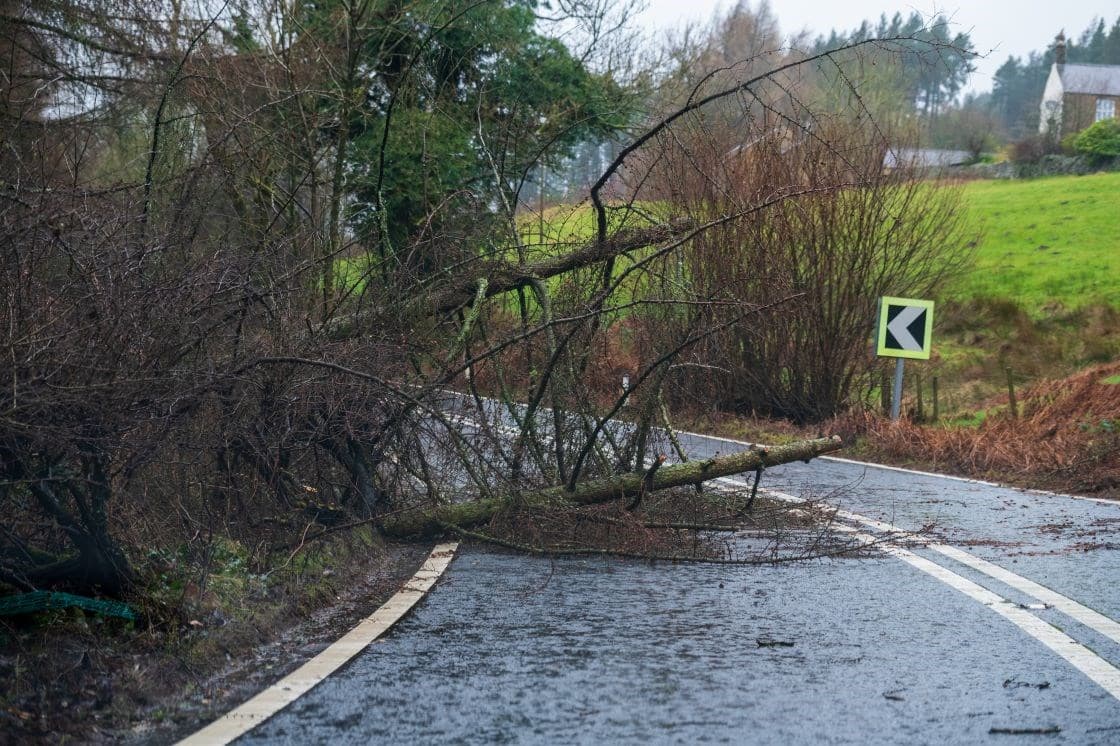News_trees-down-from-storm