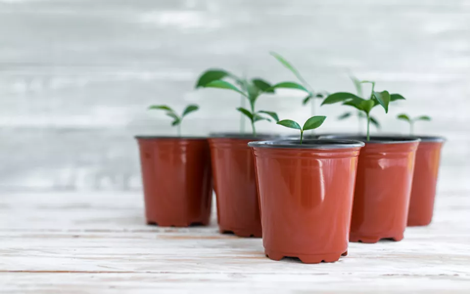 News_The radical pot for life proposal that could upend Automatic Enrolment and its success