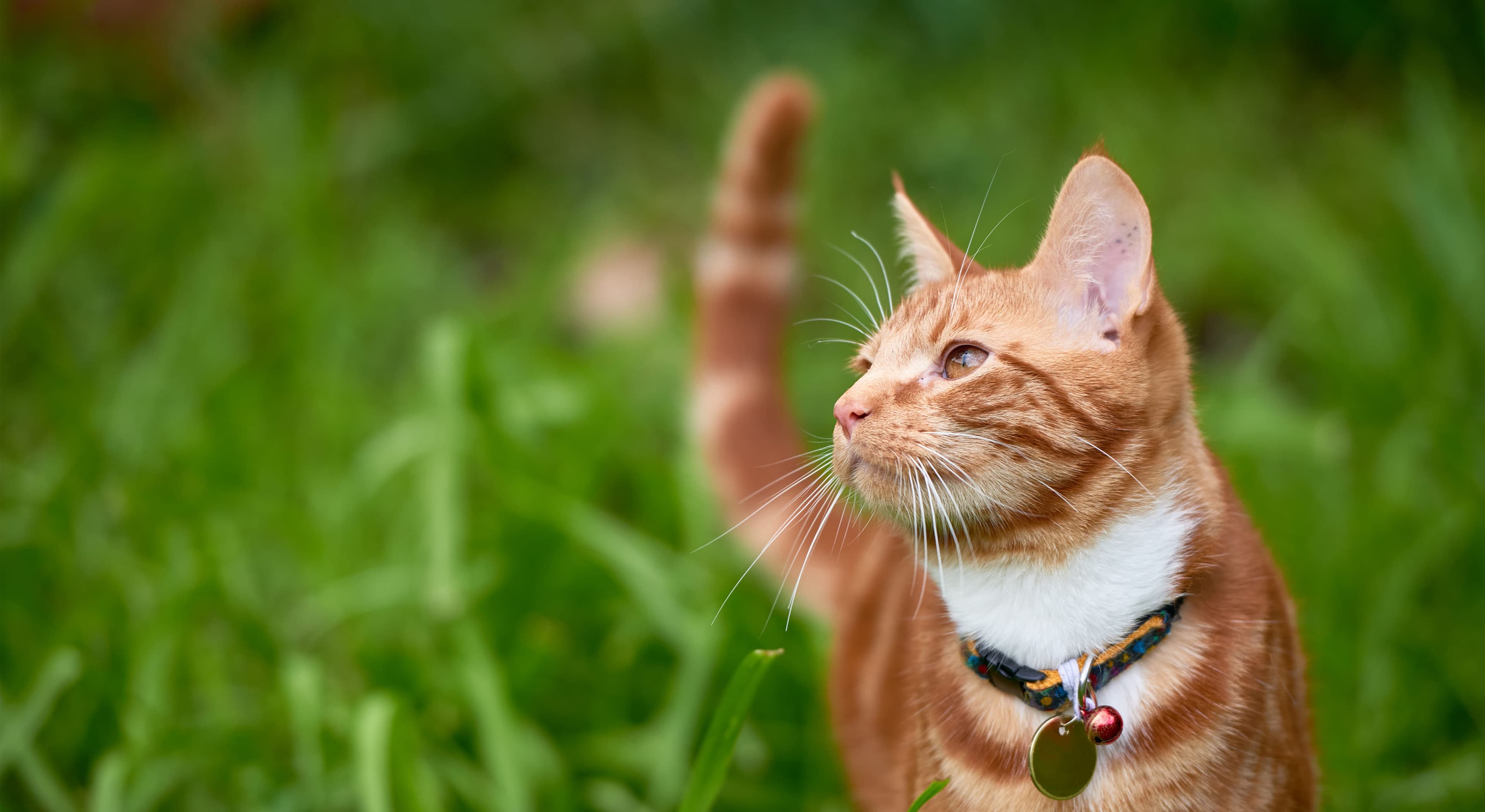 PetInsurance