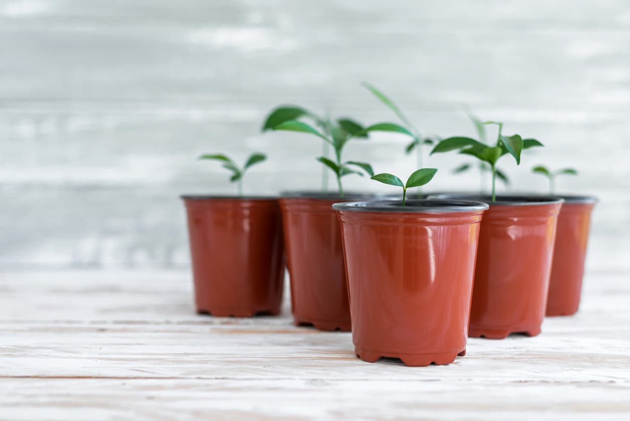 GrowingPlantPotsPension